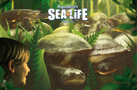 © SEA LIFE Deutschland GmbH Abenteuer Schildkröte im Sea Life Berlin